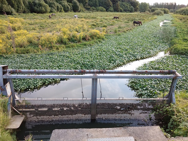 Profesionales de la Unidad de Gestión Ambiental llaman a cuidar los humedales y evitar prácticas que contaminen las aguas