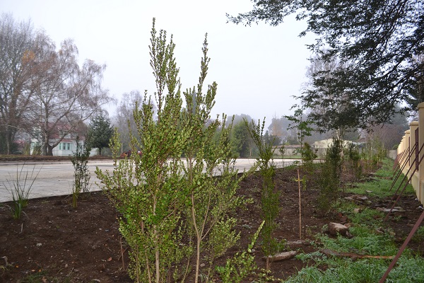 Más de 150 árboles nativos se han plantado en el Campus de los Museos de la UACh